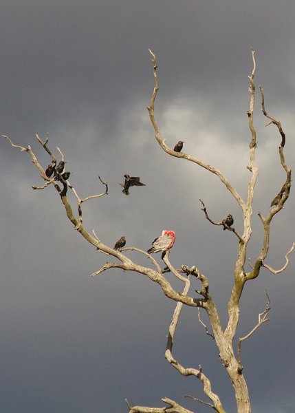 starings and galah.jpg